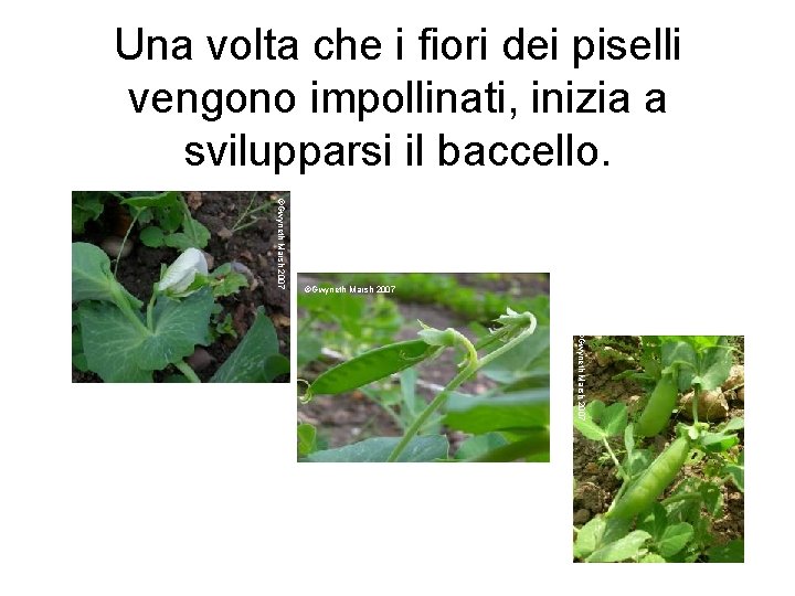 Una volta che i fiori dei piselli vengono impollinati, inizia a svilupparsi il baccello.