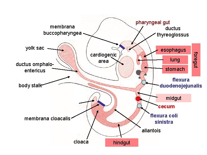 pharyngeal gut ductus thyreoglossus membrana buccopharyngea yolk sac cardiogenic area ductus omphaloentericus lung stomach