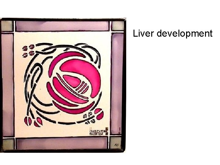 Liver development 