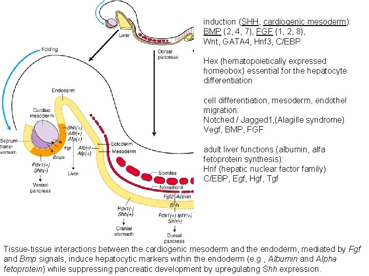 induction (SHH, cardiogenic mesoderm): BMP (2, 4, 7), FGF (1, 2, 8), Wnt, GATA