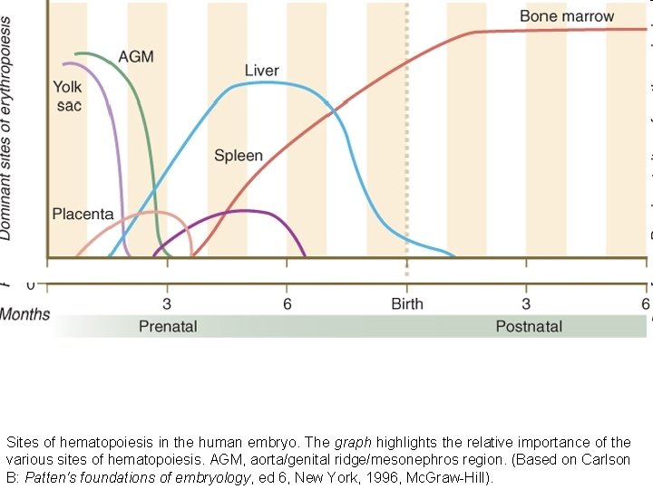 Sites of hematopoiesis in the human embryo. The graph highlights the relative importance of