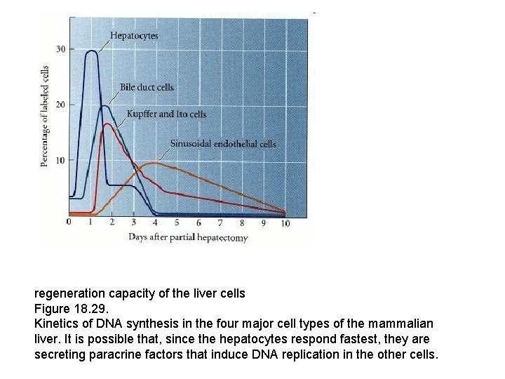 regeneration capacity of the liver cells Figure 18. 29. Kinetics of DNA synthesis in