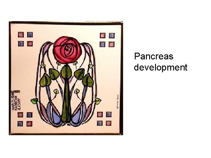 Pancreas development 