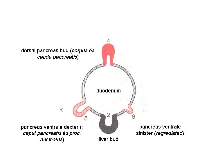 dorsal pancreas bud (corpus és cauda pancreatis) duodenum pancreas ventrale dexter (: caput pancreatis