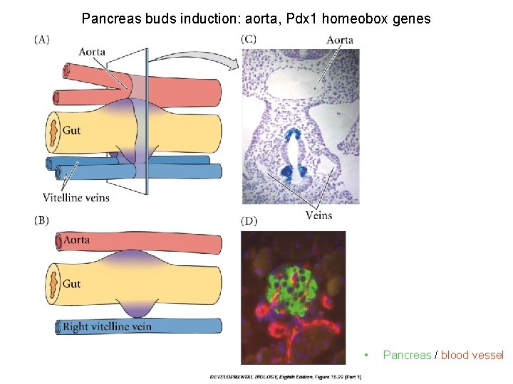 Pancreas buds induction: aorta, Pdx 1 homeobox genes • Pancreas / blood vessel 