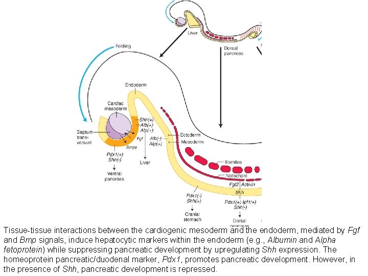 Tissue-tissue interactions between the cardiogenic mesoderm and the endoderm, mediated by Fgf and Bmp