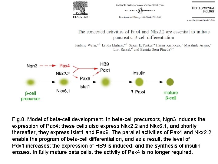 Fig. 8. Model of beta-cell development. In beta-cell precursors, Ngn 3 induces the expression