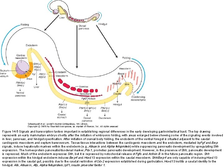 Figure 14 -5 Signals and transcription factors important in establishing regional differences in the