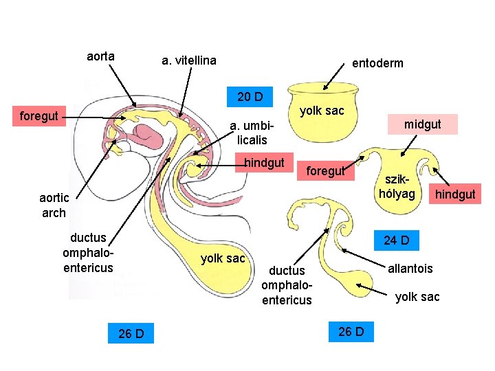 aorta a. vitellina entoderm 20 D foregut yolk sac midgut a. umbilicalis hindgut foregut