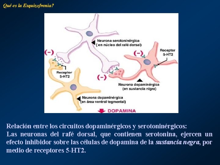 Qué es la Esquizofrenia? Relación entre los circuitos dopaminérgicos y serotoninérgicos: Las neuronas del