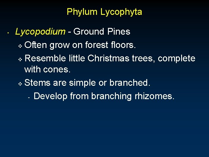 Phylum Lycophyta • Lycopodium - Ground Pines v Often grow on forest floors. v Phylum Lycophyta • Lycopodium - Ground Pines v Often grow on forest floors. v