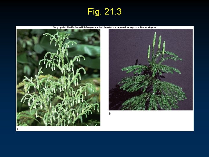 Fig. 21. 3 Fig. 21. 3