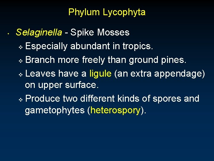 Phylum Lycophyta • Selaginella - Spike Mosses v Especially abundant in tropics. v Branch Phylum Lycophyta • Selaginella - Spike Mosses v Especially abundant in tropics. v Branch