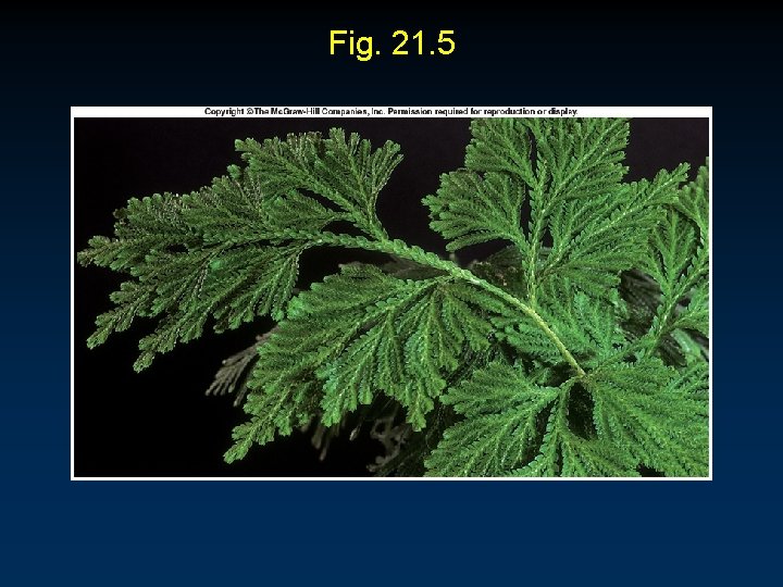 Fig. 21. 5 Fig. 21. 5