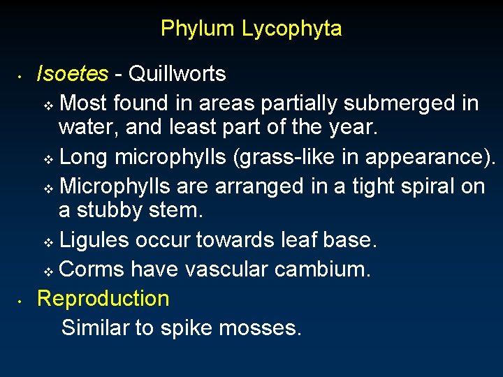 Phylum Lycophyta • • Isoetes - Quillworts v Most found in areas partially submerged Phylum Lycophyta • • Isoetes - Quillworts v Most found in areas partially submerged