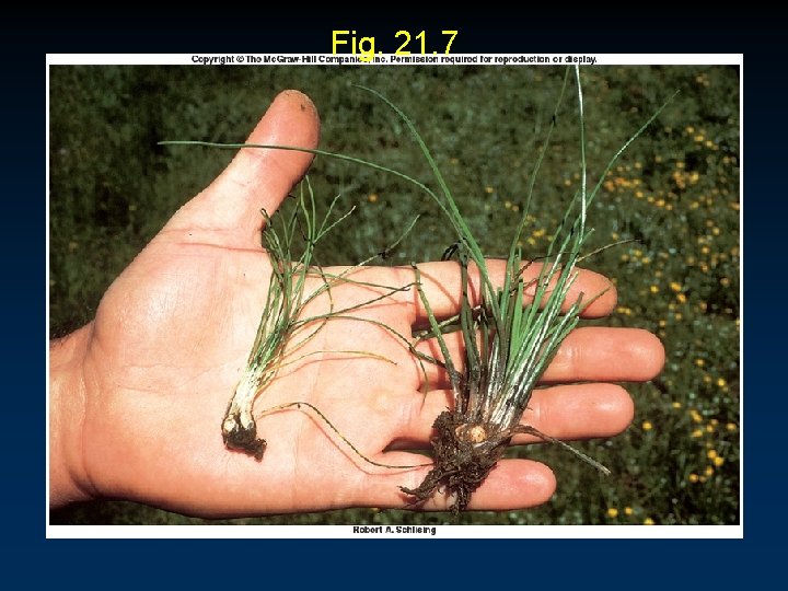 Fig. 21. 7 Fig. 21. 7