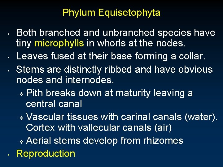 Phylum Equisetophyta • • Both branched and unbranched species have tiny microphylls in whorls Phylum Equisetophyta • • Both branched and unbranched species have tiny microphylls in whorls