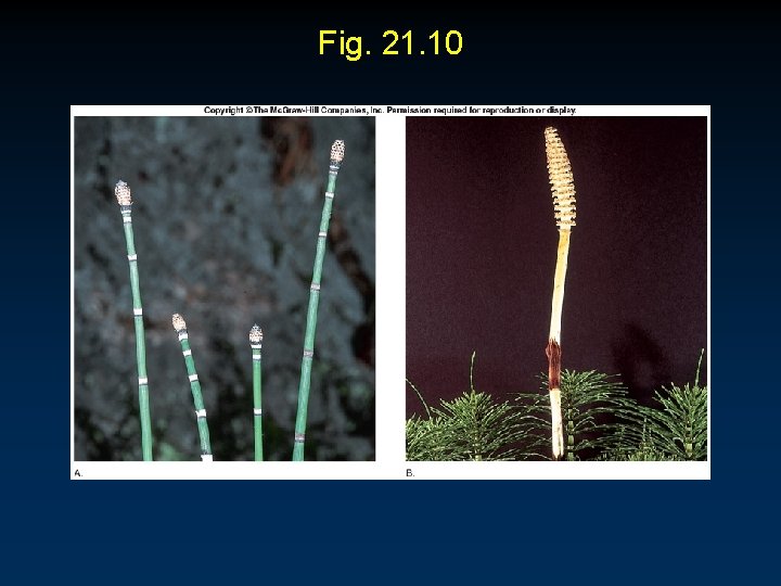 Fig. 21. 10 Fig. 21. 10