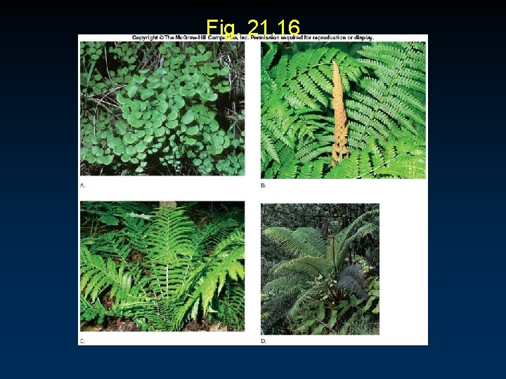 Fig. 21. 16 Fig. 21. 16
