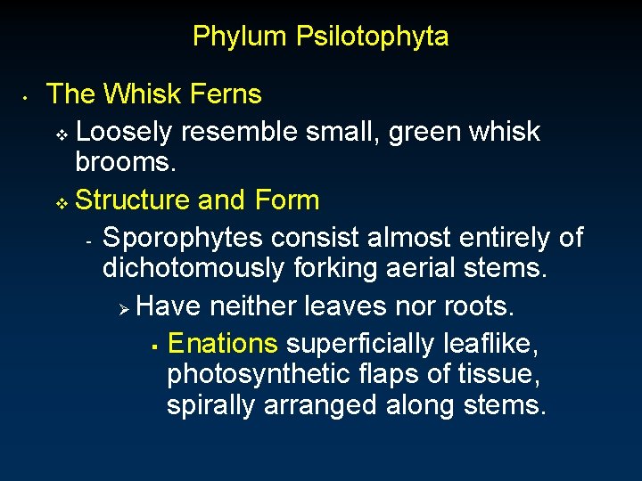 Phylum Psilotophyta • The Whisk Ferns v Loosely resemble small, green whisk brooms. v Phylum Psilotophyta • The Whisk Ferns v Loosely resemble small, green whisk brooms. v