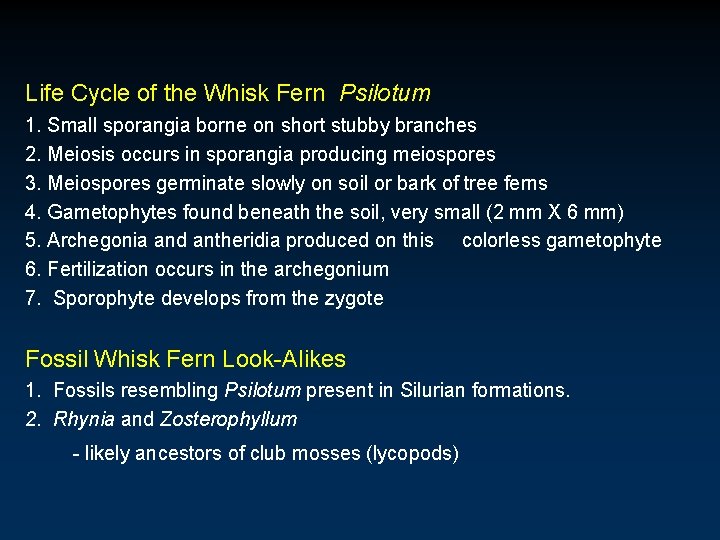 Life Cycle of the Whisk Fern Psilotum 1. Small sporangia borne on short stubby Life Cycle of the Whisk Fern Psilotum 1. Small sporangia borne on short stubby