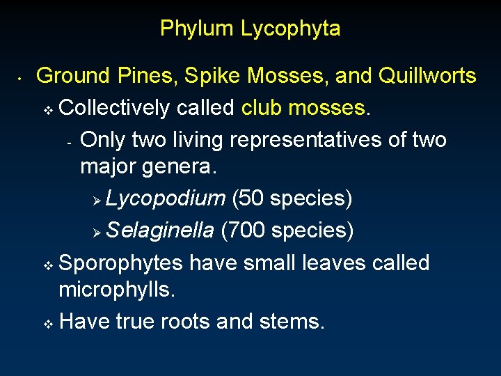 Phylum Lycophyta • Ground Pines, Spike Mosses, and Quillworts v Collectively called club mosses. Phylum Lycophyta • Ground Pines, Spike Mosses, and Quillworts v Collectively called club mosses.