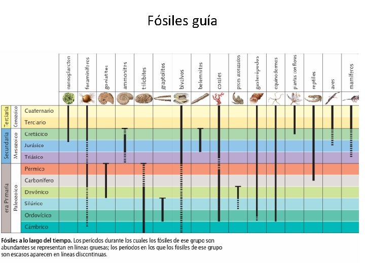Fósiles guía Fósiles guía