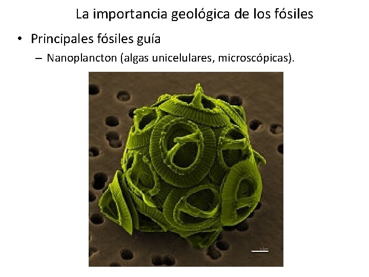 La importancia geológica de los fósiles • Principales fósiles guía – Nanoplancton (algas unicelulares, La importancia geológica de los fósiles • Principales fósiles guía – Nanoplancton (algas unicelulares,