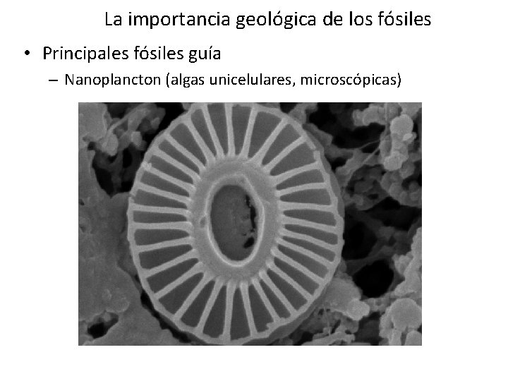 La importancia geológica de los fósiles • Principales fósiles guía – Nanoplancton (algas unicelulares, La importancia geológica de los fósiles • Principales fósiles guía – Nanoplancton (algas unicelulares,