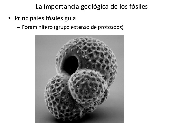 La importancia geológica de los fósiles • Principales fósiles guía – Foraminífero (grupo extenso La importancia geológica de los fósiles • Principales fósiles guía – Foraminífero (grupo extenso