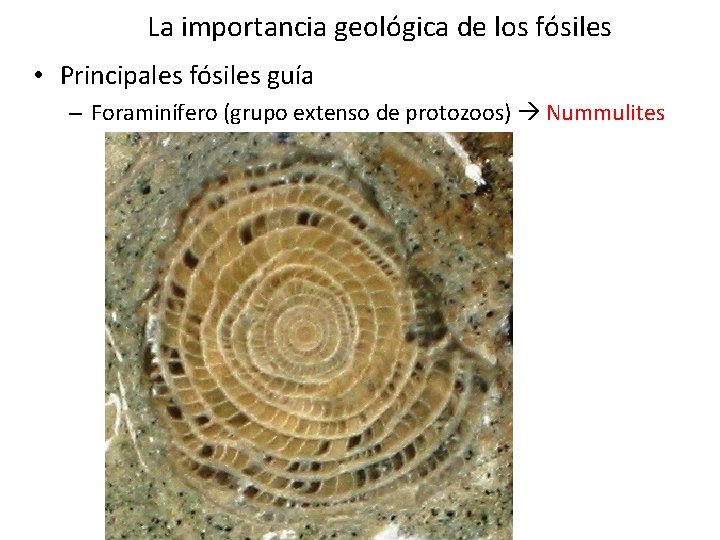 La importancia geológica de los fósiles • Principales fósiles guía – Foraminífero (grupo extenso La importancia geológica de los fósiles • Principales fósiles guía – Foraminífero (grupo extenso