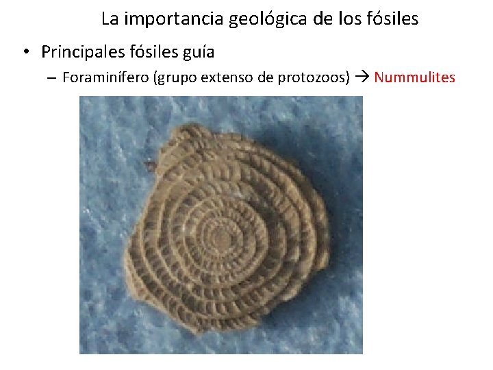 La importancia geológica de los fósiles • Principales fósiles guía – Foraminífero (grupo extenso La importancia geológica de los fósiles • Principales fósiles guía – Foraminífero (grupo extenso