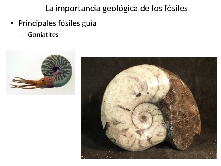 La importancia geológica de los fósiles • Principales fósiles guía – Goniatites La importancia geológica de los fósiles • Principales fósiles guía – Goniatites