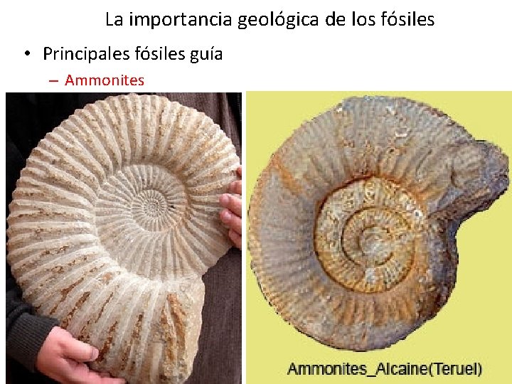 La importancia geológica de los fósiles • Principales fósiles guía – Ammonites La importancia geológica de los fósiles • Principales fósiles guía – Ammonites