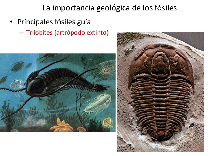 La importancia geológica de los fósiles • Principales fósiles guía – Trilobites (artrópodo extinto) La importancia geológica de los fósiles • Principales fósiles guía – Trilobites (artrópodo extinto)