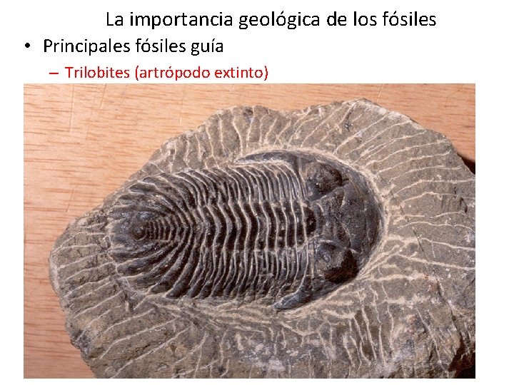 La importancia geológica de los fósiles • Principales fósiles guía – Trilobites (artrópodo extinto) La importancia geológica de los fósiles • Principales fósiles guía – Trilobites (artrópodo extinto)