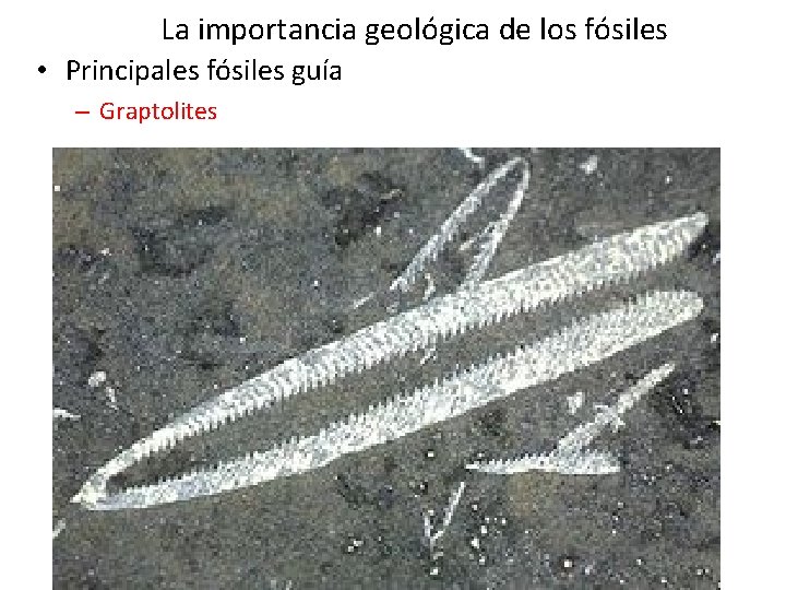 La importancia geológica de los fósiles • Principales fósiles guía – Graptolites La importancia geológica de los fósiles • Principales fósiles guía – Graptolites