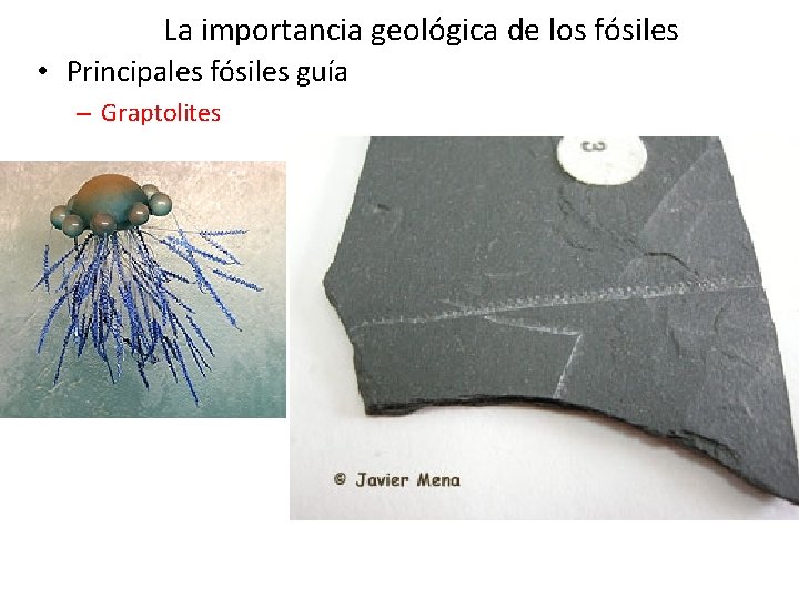 La importancia geológica de los fósiles • Principales fósiles guía – Graptolites La importancia geológica de los fósiles • Principales fósiles guía – Graptolites