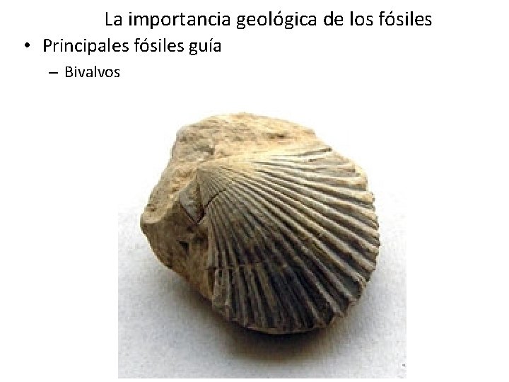 La importancia geológica de los fósiles • Principales fósiles guía – Bivalvos La importancia geológica de los fósiles • Principales fósiles guía – Bivalvos