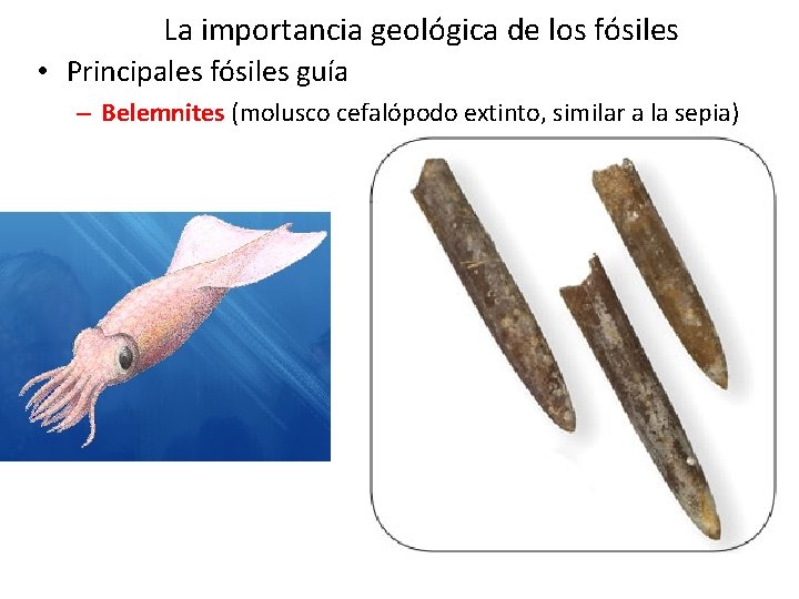 La importancia geológica de los fósiles • Principales fósiles guía – Belemnites (molusco cefalópodo La importancia geológica de los fósiles • Principales fósiles guía – Belemnites (molusco cefalópodo