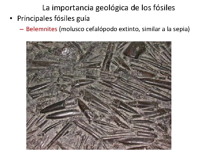La importancia geológica de los fósiles • Principales fósiles guía – Belemnites (molusco cefalópodo La importancia geológica de los fósiles • Principales fósiles guía – Belemnites (molusco cefalópodo