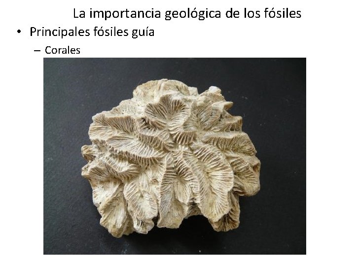 La importancia geológica de los fósiles • Principales fósiles guía – Corales La importancia geológica de los fósiles • Principales fósiles guía – Corales