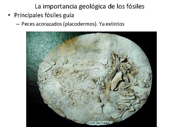 La importancia geológica de los fósiles • Principales fósiles guía – Peces acorazados (placodermos). La importancia geológica de los fósiles • Principales fósiles guía – Peces acorazados (placodermos).