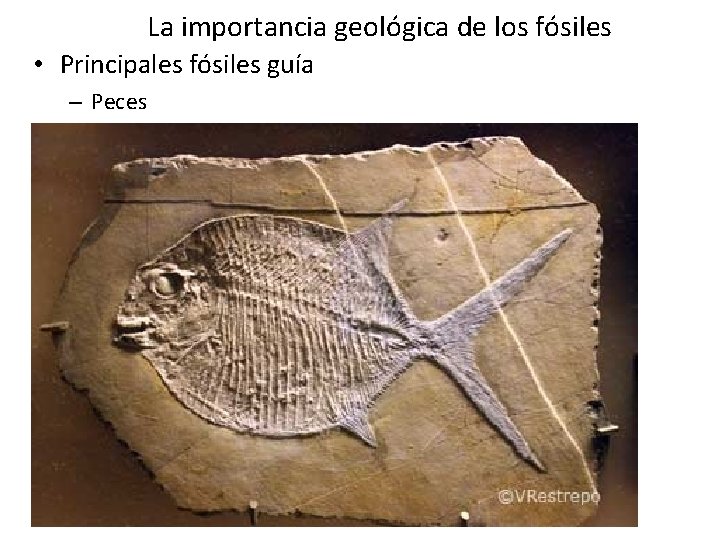 La importancia geológica de los fósiles • Principales fósiles guía – Peces La importancia geológica de los fósiles • Principales fósiles guía – Peces