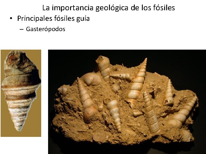 La importancia geológica de los fósiles • Principales fósiles guía – Gasterópodos La importancia geológica de los fósiles • Principales fósiles guía – Gasterópodos