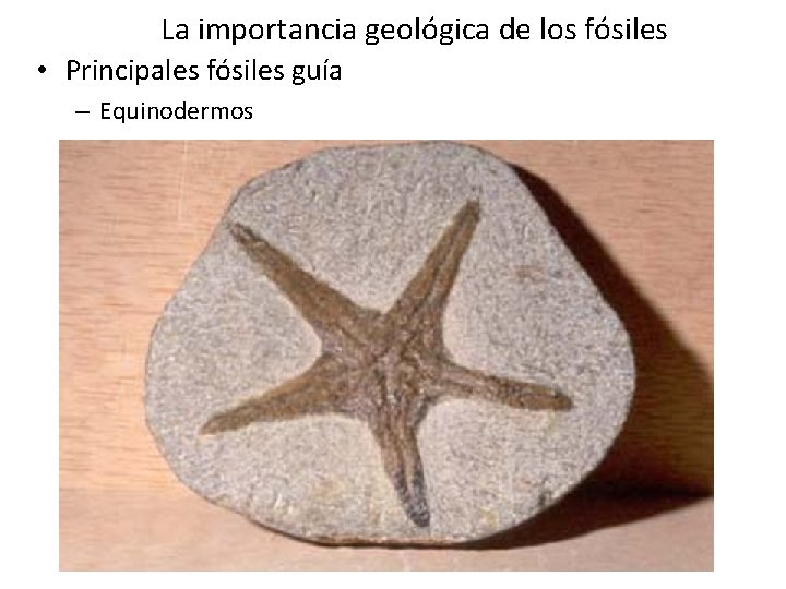 La importancia geológica de los fósiles • Principales fósiles guía – Equinodermos La importancia geológica de los fósiles • Principales fósiles guía – Equinodermos
