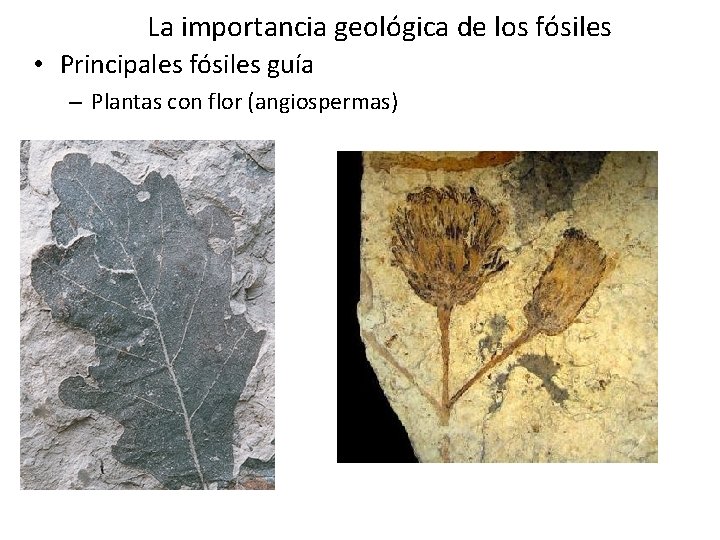 La importancia geológica de los fósiles • Principales fósiles guía – Plantas con flor La importancia geológica de los fósiles • Principales fósiles guía – Plantas con flor
