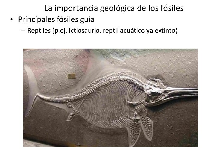 La importancia geológica de los fósiles • Principales fósiles guía – Reptiles (p. ej. La importancia geológica de los fósiles • Principales fósiles guía – Reptiles (p. ej.