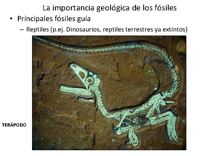 La importancia geológica de los fósiles • Principales fósiles guía – Reptiles (p. ej. La importancia geológica de los fósiles • Principales fósiles guía – Reptiles (p. ej.