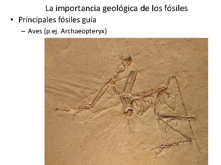 La importancia geológica de los fósiles • Principales fósiles guía – Aves (p. ej. La importancia geológica de los fósiles • Principales fósiles guía – Aves (p. ej.